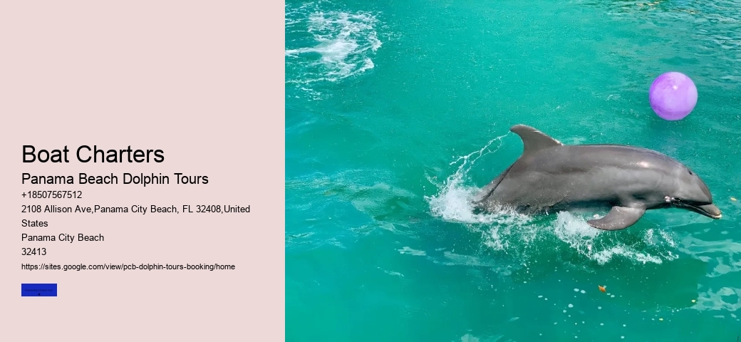 Dolphin Boat Tour