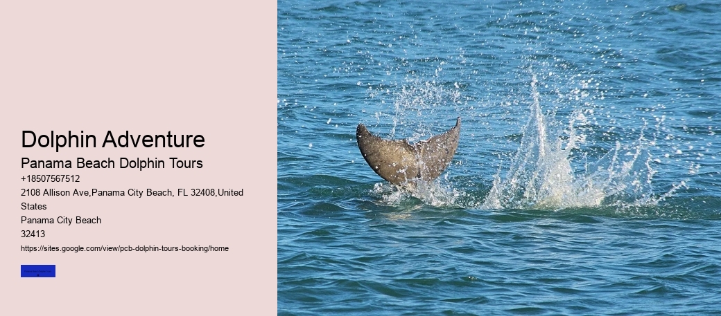 Dolphin Adventure