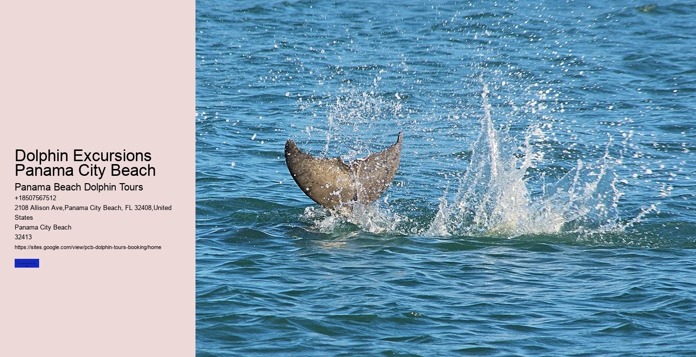 Dolphin Boat Tour