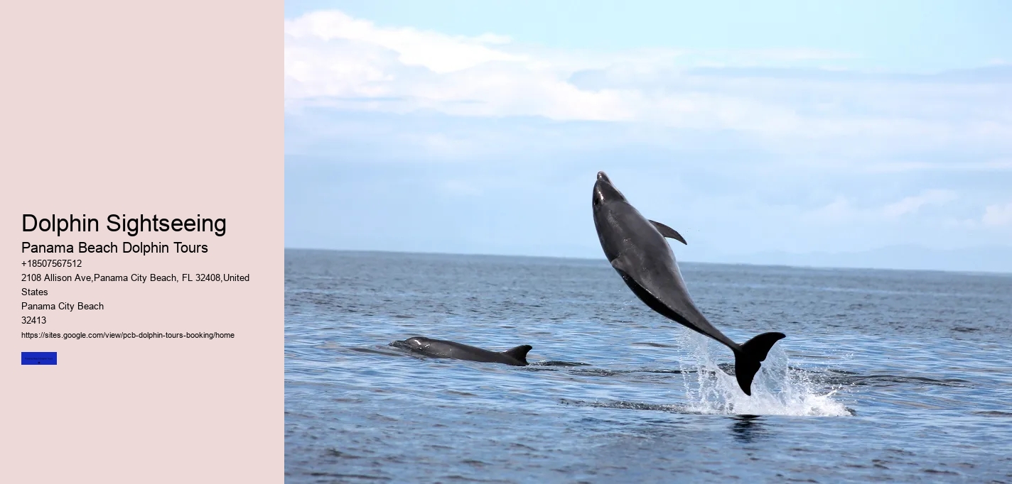 Dolphin Sightseeing