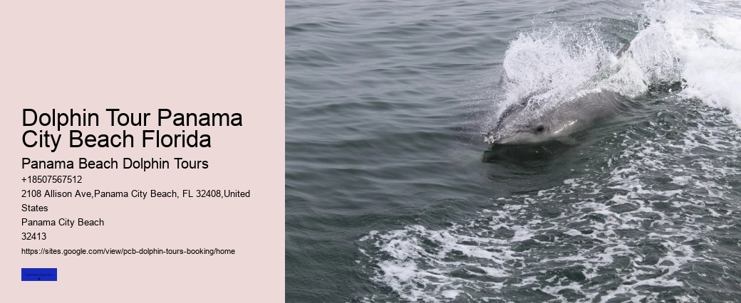 Dolphin Cruises