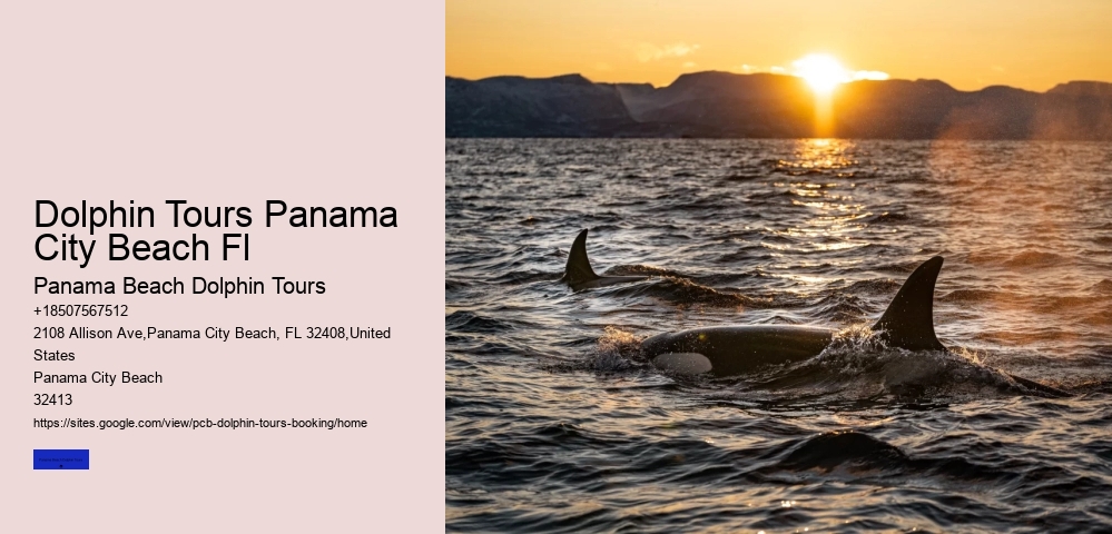 Best Dolphin Cruise Panama City Beach