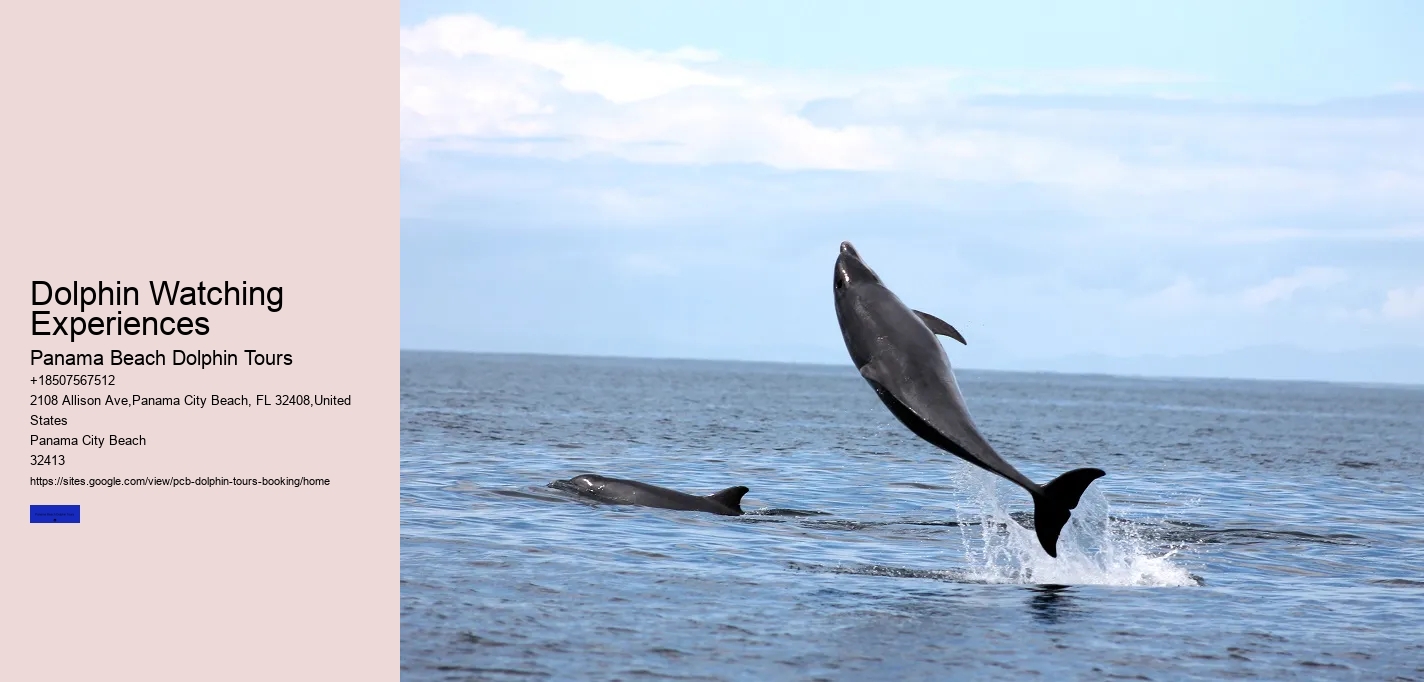 Dolphin Watching Experiences