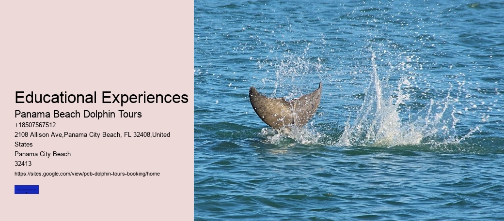 What Is The Difference Between A Dolphin Encounter And A Dolphin Swim