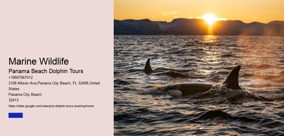 Marine Wildlife