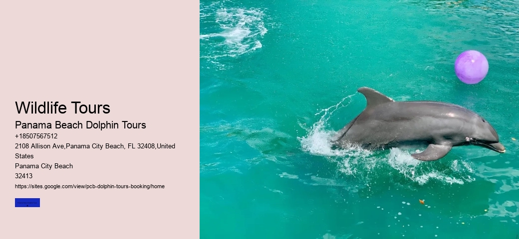 Can You Pick Up A Beached Dolphin